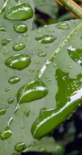 雨のイメージ画像